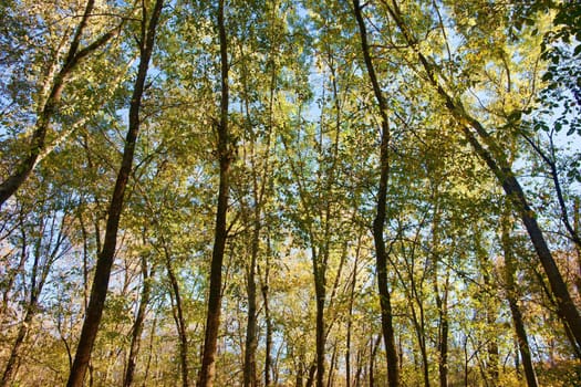 in the trees of the forest in early autumn