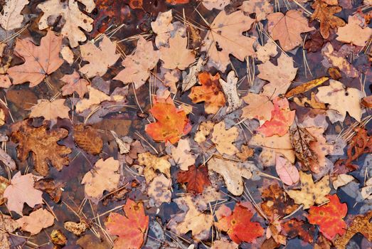 red fall or autumn leaves in the water background