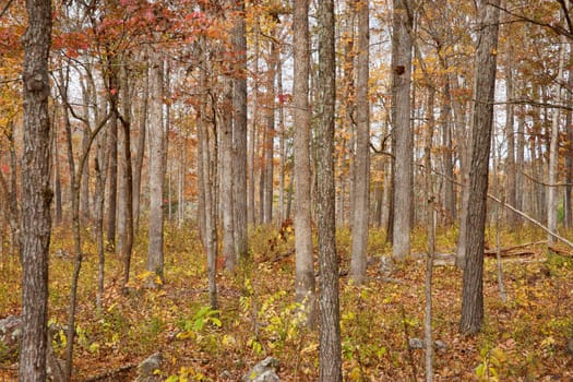 autumn or fall trees in the forest