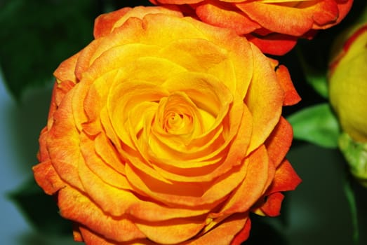 Yellow rose fragment of bouquet close up