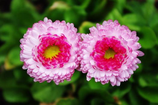 A pair of marguerite daisies in the garden