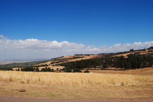Farmland in Addis Abeba