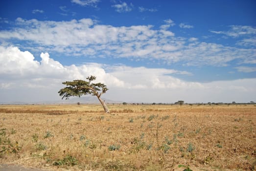 tree on yellow field