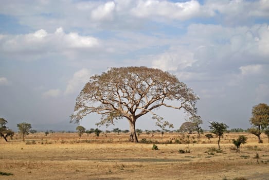 tree in dry african landscape