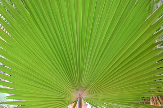 Section of chusan Palm leaf