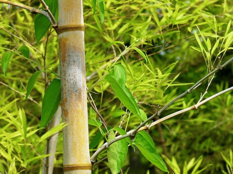 Bamboo green branch detail in japanese garden
