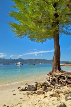 Tree on the beach in Gili island, Indonesia