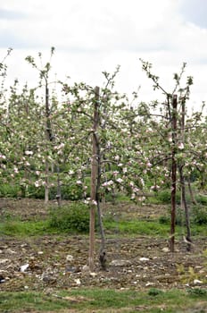 An appple orchard in spring with blossom on the branches