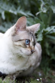 A Bengal cat outside in the garden