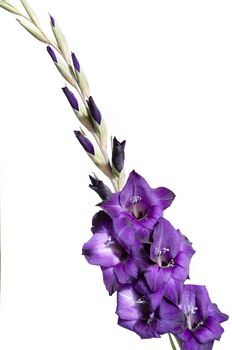 A purple gladiolus isolated on a white background