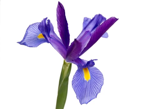 A purple and yellow Iris isolated on a white background