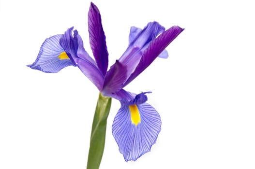 A purple and yellow Iris isolated on a white background