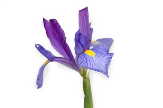 A purple and yellow Iris isolated on a white background