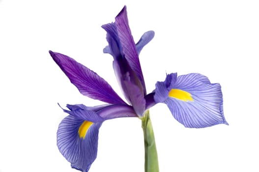 A purple and yellow Iris isolated on a white background