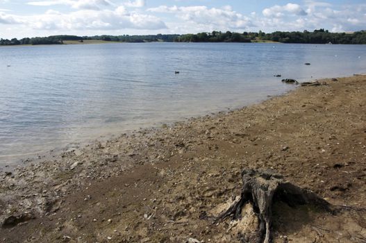 A tree stump on the shore of a lake in Kent 