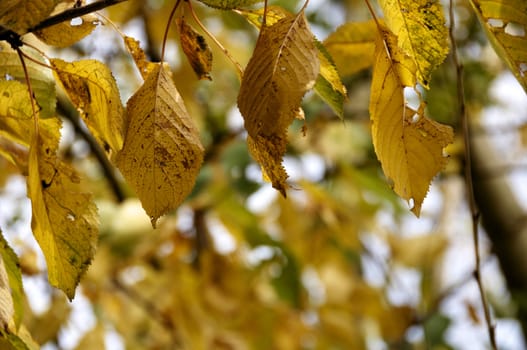 Detail of the leaves on a tree in Autumn