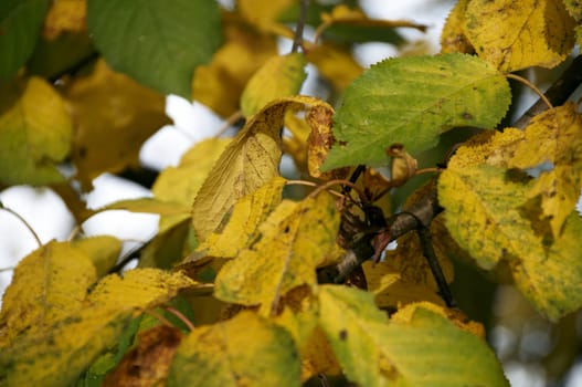 Detail of the leaves on a tree in Autumn