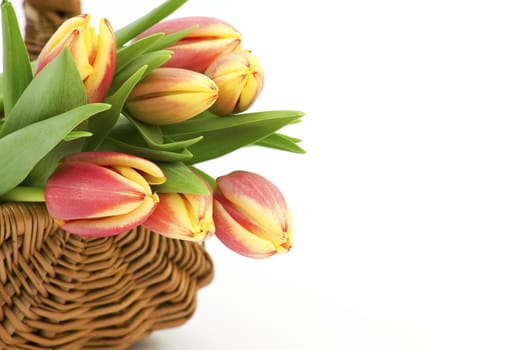fresh tulips in a basket on white background 