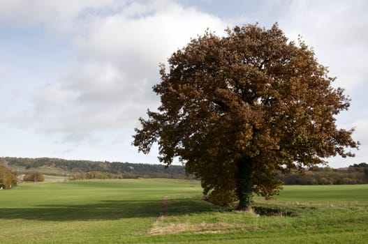 Trees in a park in Autumn