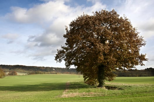 Trees in a park in Autumn