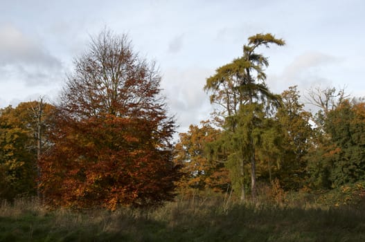 Trees in a park in Autumn