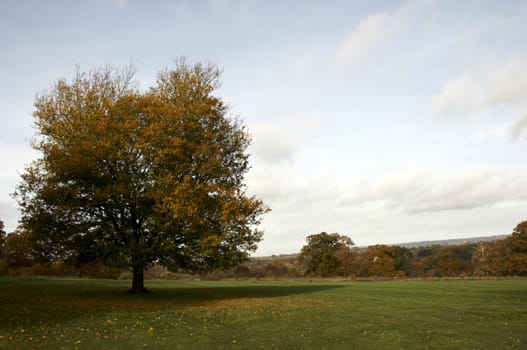 Trees in a park in Autumn