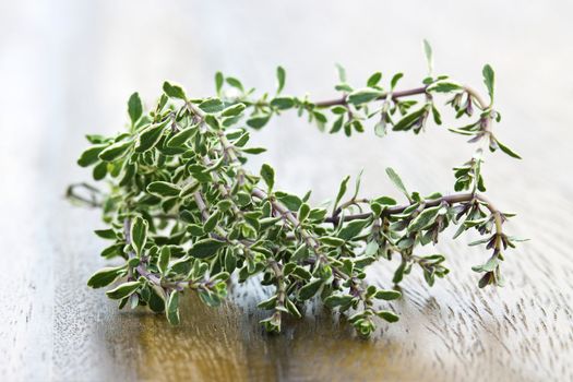close up of fresh thyme
