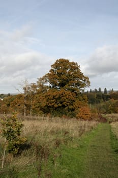 Trees in a park in Autumn