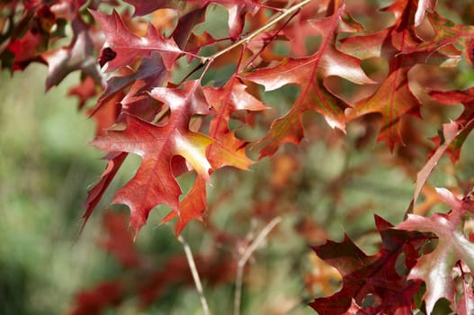 Detail of the leaves on a tree in Autumn