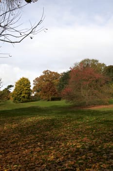 Trees in a park in Autumn