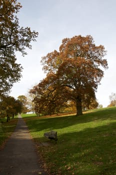 Trees in a park in Autumn