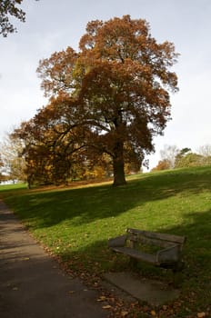 Trees in a park in Autumn