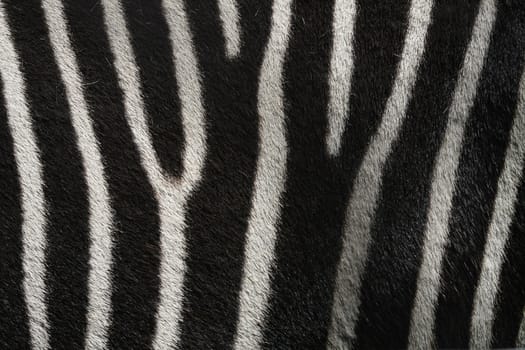 Real zebra fur texture.