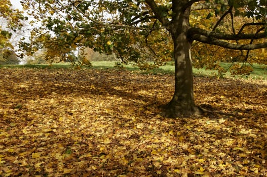 Trees in a park in Autumn