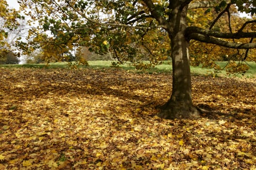 Trees in a park in Autumn