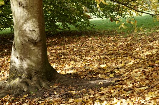 Trees in a park in Autumn