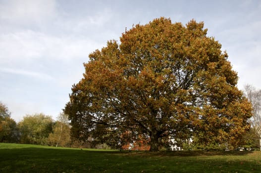 Trees in a park in Autumn