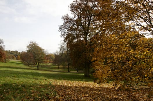 Trees in a park in Autumn