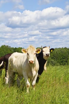 cows in the meadow