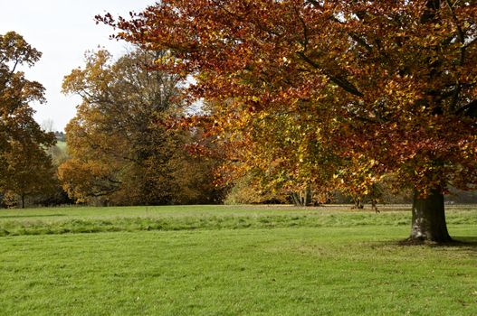 Trees in a park in Autumn