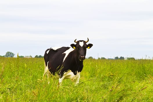 cow in the meadow