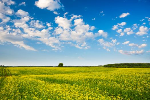 rapeseed field