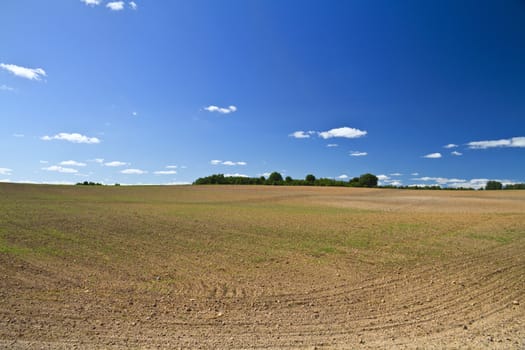 Spring field, the first green