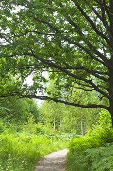 path in the woods