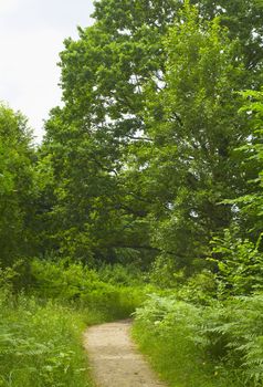 path in the woods