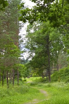 path in the woods