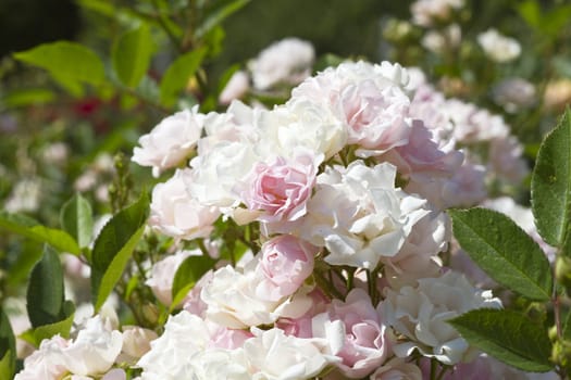 white and pink roses