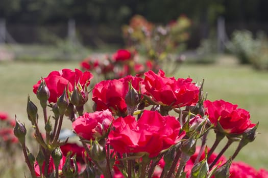 red roses in the garden