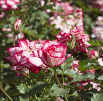 pink roses in the garden