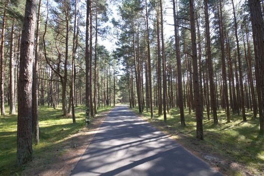 road in the woods, summer